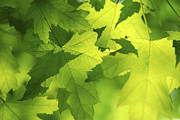 Green maple leaves Photograph by Elena Elisseeva