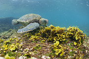Green Sea Turtle Galapagos Islands Photograph by Tui De Roy