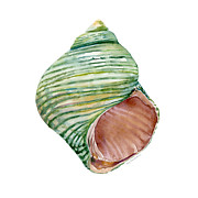 Green Turbo Shell Painting by Amy Kirkpatrick Green Turbo Shell Painting by Amy Kirkpatrick