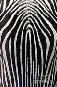 Grevys Zebra Photograph by Craig K Lorenz