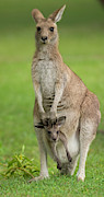 Grey Kangaroo And Joey  Photograph by Yva Momatiuk John Eastcott