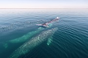 Grey Whales Photograph by Science Photo Library