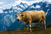 Swiss Cow - Swiss Alps - Switzerland Photograph by Gary Whitton
