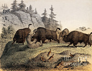 Grizzly Bear Fighting With Bisons, 19th Photograph by Wellcome Images Grizzly Bear Fighting With Bisons, 19th Photograph by Wellcome Images