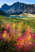 Grizzly Bear Fireweed Photograph by Tim Newton