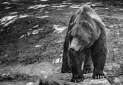 Grizzly Bear  Photograph by Patrick Boening