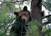 Grizzly Bear Photograph by Science Photo Library