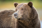 Grizzly Bear Portrait Photograph by KenCanning
