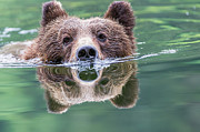 Grizzly Bear Ursus Arctos Horribilis Photograph by Robert Postma / Design Pics