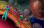 Growth Factor Receptors Photograph by Science Photo Library