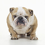 Grumpy Bulldog Photograph by John Daniels