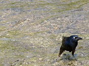 Grumpy Grackle Photograph by Azthet Photography