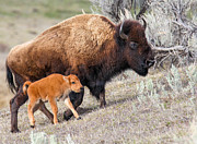 Guardian Photograph by Kevin Dietrich
