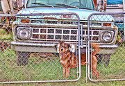 Guarding the Ford Photograph by Cathy Anderson
