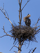 Guarding the Nest Photograph by Mary Lou Chmura