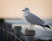 Gull Photograph by Chris Bordeleau