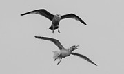 Gull Raptors - When Seagulls Attack Photograph by Kirkodd Photography Of New England