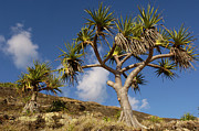 Hala Tree North Stradbroke Isl Photograph by Pete Oxford Hala Tree North Stradbroke Isl Photograph by Pete Oxford