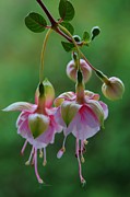 Hanging Fuchsia Photograph by Debra Martz Hanging Fuchsia Photograph by Debra Martz