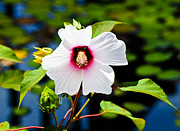 Happiness Shared is the Flower Photograph by Christi Kraft