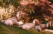 Happy Ducks Photograph by Natalie Rotman Cote