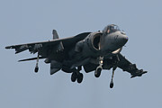 Harrier Photograph by Donna Corless Harrier Photograph by Donna Corless