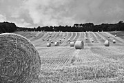 Harvest in black and white Photograph by Georgia Clare