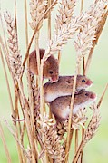 Harvest Mice On Wheat Photograph by Science Photo Library