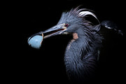 Hatched Photograph by Ghostwinds Photography