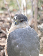 Hawk 13528-2 Photograph by Robert E Alter Reflections of Infinity