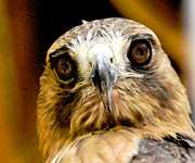 HawkEye Photograph by Lois Bryan