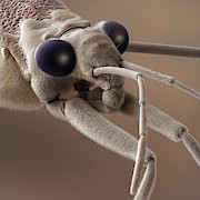 Head Of Pondskater (gerris Lacustris) Photograph by Science Photo Library
