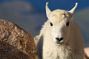 Head Shot Photograph by Jim Garrison