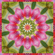 Healing Mandala 25 Photograph by Bell And Todd