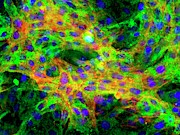 Heart Muscle Cells Photograph by Science Photo Library