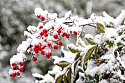 Heavenly Bamboo Berries Photograph by Jemmy Archer Heavenly Bamboo Berries Photograph by Jemmy Archer