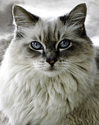 Heaven's Meow Photograph by Darlene Kwiatkowski