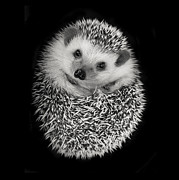 Hedgehog Photograph by Tim Booth