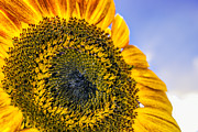 Helianthus Photograph by Traveler's Pics
