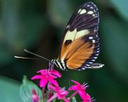 Heliconius Ismenius Photograph by Bernd Laeschke Heliconius Ismenius Photograph by Bernd Laeschke