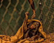Helping hand Photograph by Izet Kapetanovic
