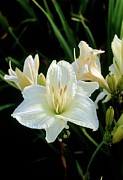 Hemerocallis 'joan Senior'. Photograph by Science Photo Library
