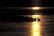 Here comes the sun Photograph by Steven Ralser Here comes the sun Photograph by Steven Ralser