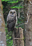 Here's Looking At You Photograph by Randy Hall