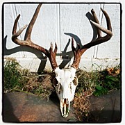 Here's The Latest Bug Barn Skull I Photograph by James Granberry