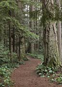 Heritage Forest Photograph by Randy Hall
