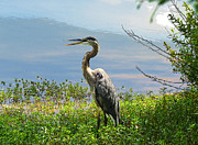 Heron on Lake Digital Art by Kathleen Illes