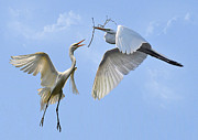 Hey...Go Find Your Own Stick Photograph by Kathy Baccari