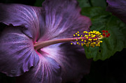 Hibiscus Bloom in Lavender Photograph by Julie Palencia