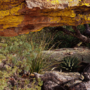 Hidden Garden-SQ Photograph by Tom Daniel